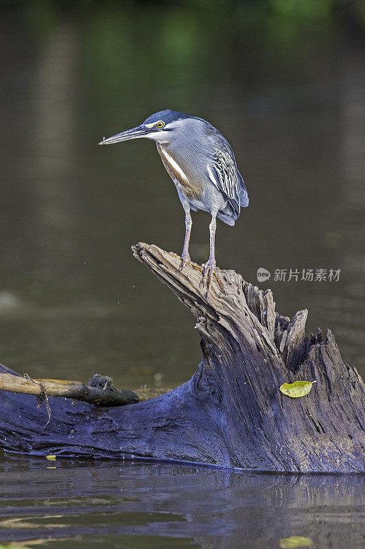 条纹苍鹭(Butorides striata)也被称为红树苍鹭、小苍鹭或绿背苍鹭，在巴西的潘塔纳尔发现。